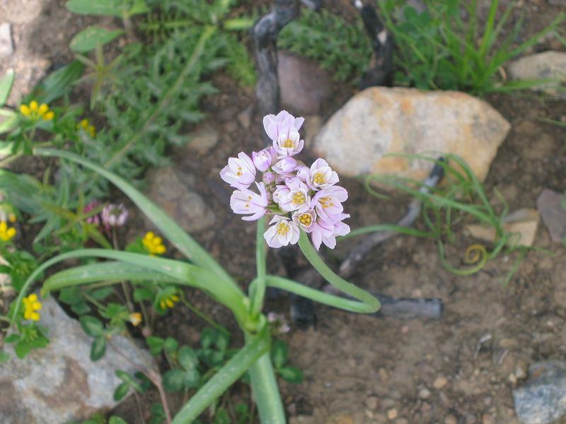 Allium roseum